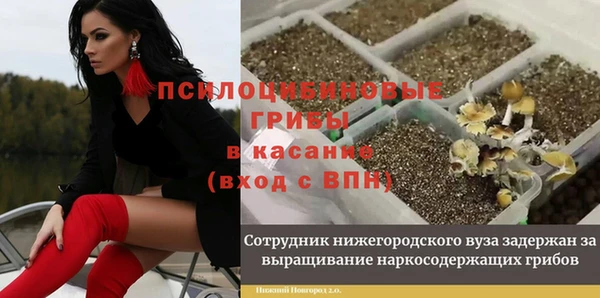 сатива Анжеро-Судженск